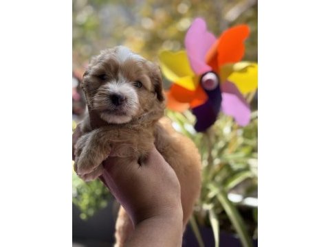 Maltipoo bebekler