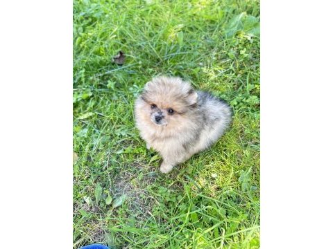Pomeranian boo özel rengi