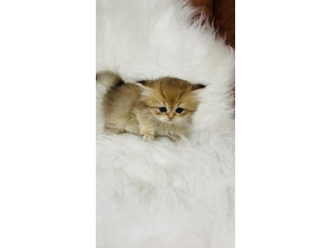 Ny11 erkek british longhair