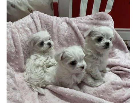50 günlük kif a seçere maltese bebekler