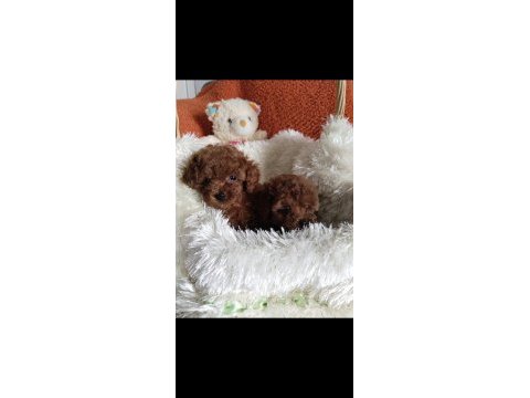 Teacup boy kore poodle yavrularımız