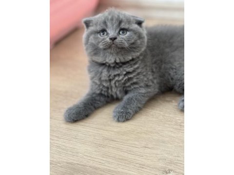Minik bebek kediler yeni yuvalarına gitmeye hazır