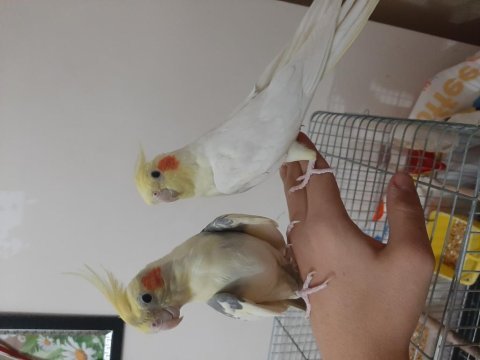 Yetişkin evcil 2 erkek sultan papağanı