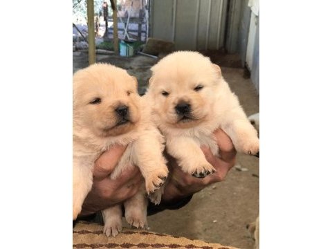 Sağlık ve ırk garantili chow chow yavrularımız