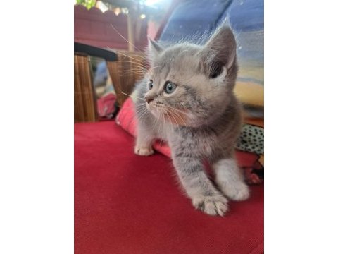 Minnaklar kediler