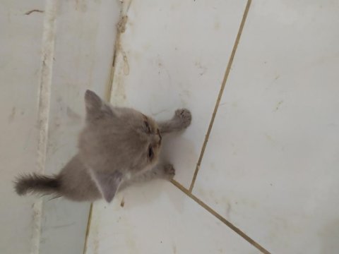Haziran ve temmuz doğumlu british shorthair yavrularımız
