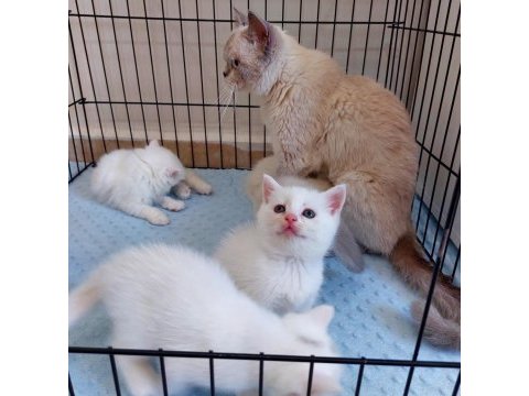 British shorthair
