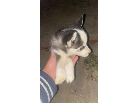 Safkan husky sibirya kurdumuz