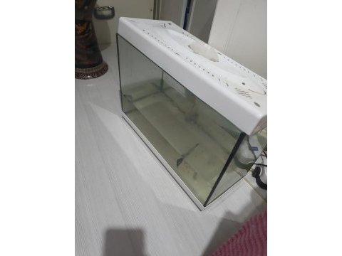 Akvaryum balıkları