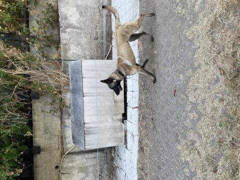 Belçika malinois
