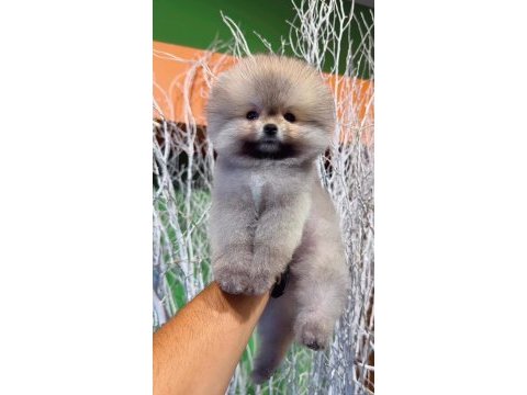 Pomeryan booo