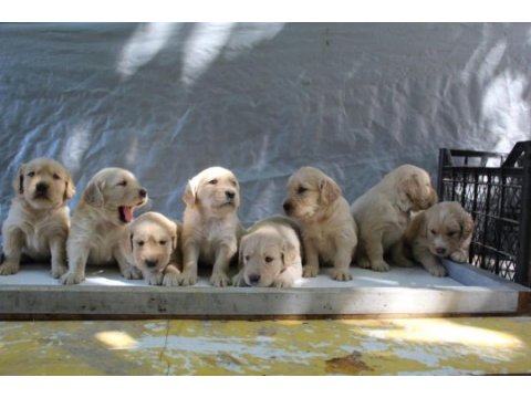 Bebek suratlı golden retriever yavrularım