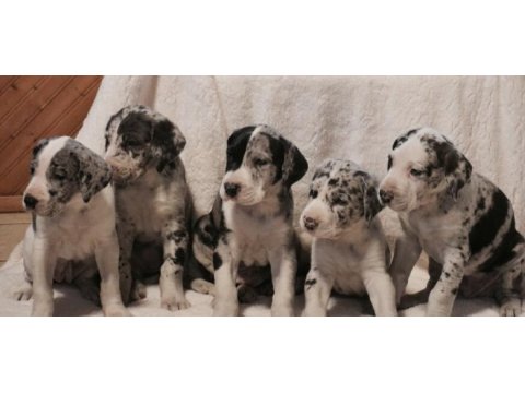 Danua great dane yavruları safkan