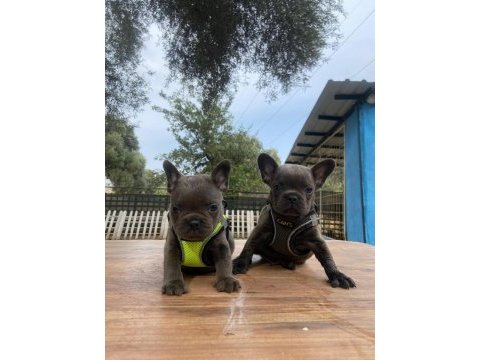 Premium kalite french bulldog yavrusu