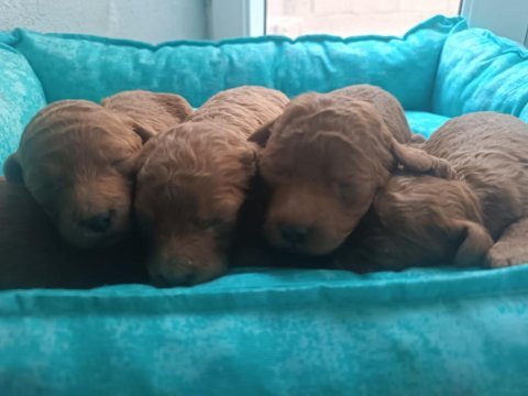 Toy poodle