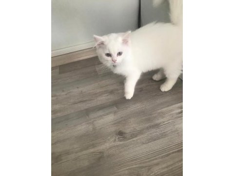 British longhair kedisi