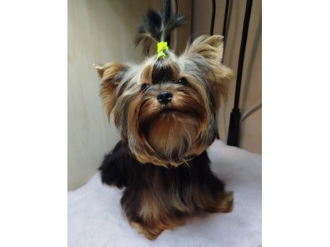 Mini erkek yavru yorkshire terrier