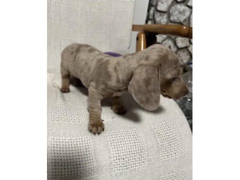 Nadir bulunan renk ve kalitede dachshund (sosis) yavrular