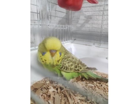 Yeni yeme düşen erkek yavru show jumbo muhabbet kuşu