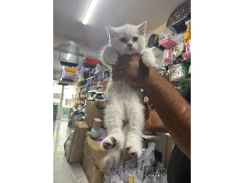 Safkan british shorthair ayı surat bebek