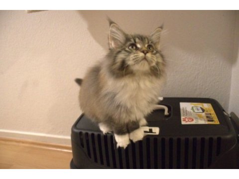 İlloai ve arthur maine coon yavruları hepsi şampiyon adayı