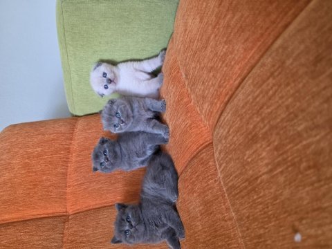 A kalite scottish fold yavrular
