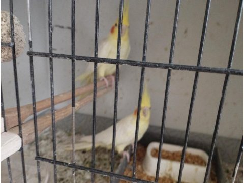 Lutino takım sultan papağanı
