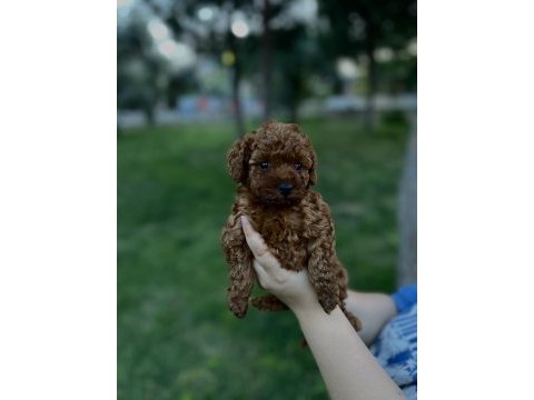 Teacup erkek-dişi poodle