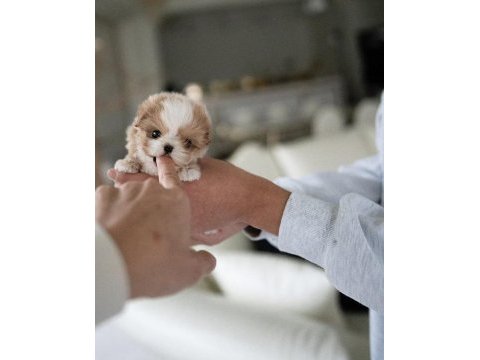 Yarışma düzeyi kore micro boy maltipoo cindy