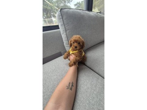 İzmir güzel poodle yavrular