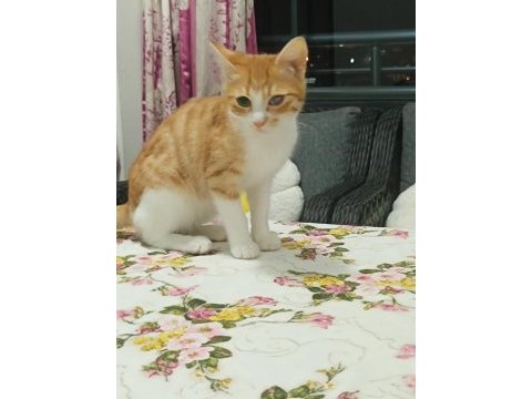 Tekir 5 aylık ücretsiz sahiplendirme