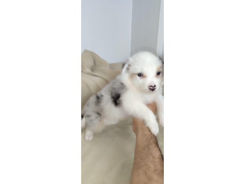 Efsane border collie yavrular