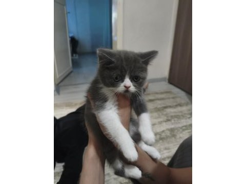 3 temmuz doğumlu dişi exotic shorthair