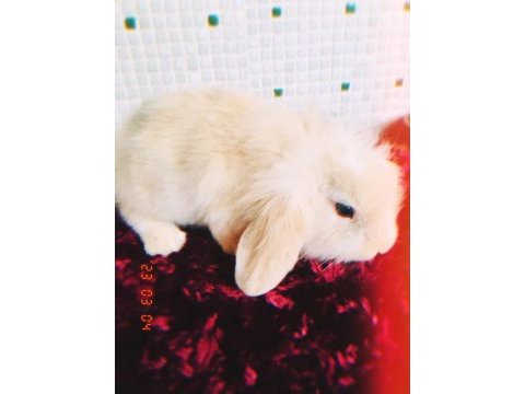 Lop tavşanı