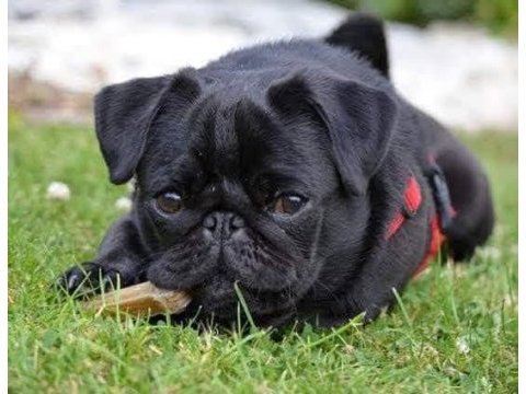 Pug yavruları