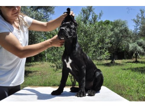 Şecere belgeli ırk ve sağlık garantili cane corso yavrular