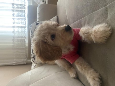 Poodle ve golden karışımı goldendoodle bebeğimiz