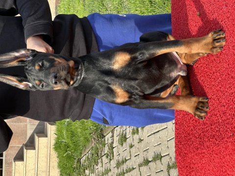 Show kalite safkan doberman yavruları