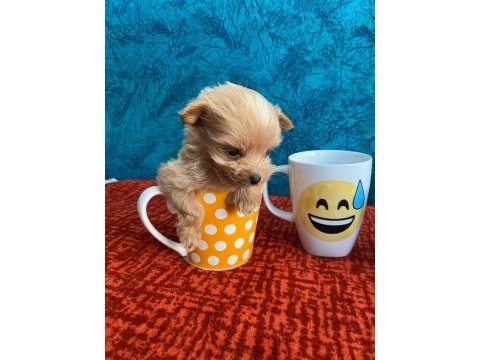 Cep boy maltipoo yavrular
