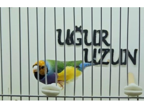 Gökkuşağı ispinozu (gouldian finch) mevcuttur