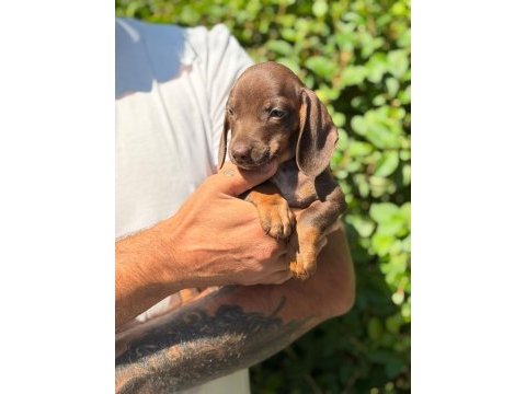 Çok özel nadir olan dachshund yavrumuz