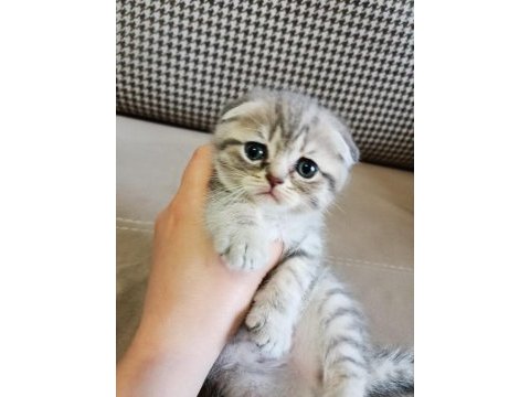 Neşe kaynağı oyuncu scottish fold yavru kedimiz