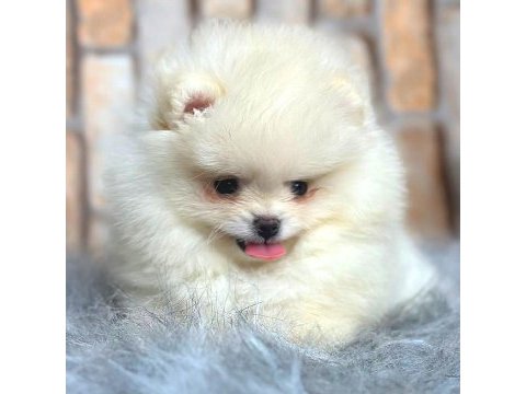 Ayı surat pomeranian boo