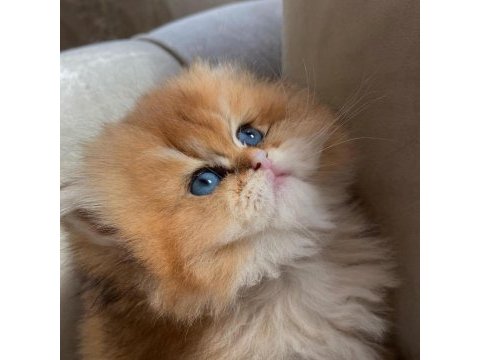 Longhair golden yavrularımız yeni ailelerini bekliyor
