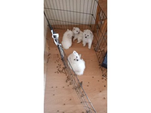 Pomeranian spitz yavrular ırk sağlık garantili