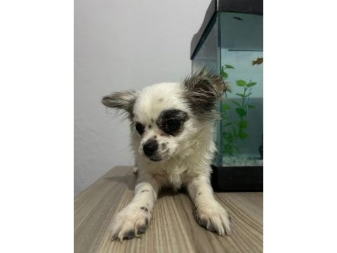 Longhair chihuahua 16 haziran doğumlu dişi