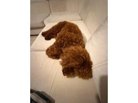 Toy poodle oğlumuz 10 aylık