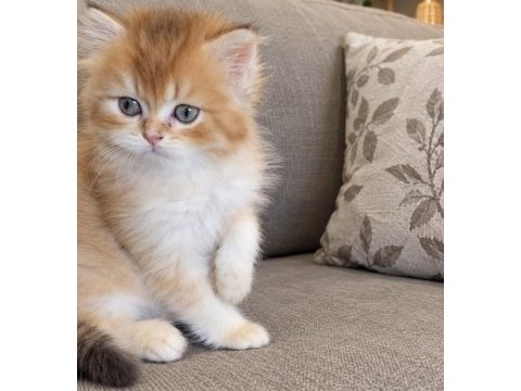 British longhair golden ny dişi erkek kardeşler