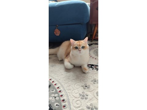 British golden full şecereli erkek sevimli dost canlısı