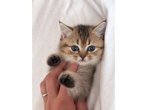3 aylık dişi british shorthair yavru